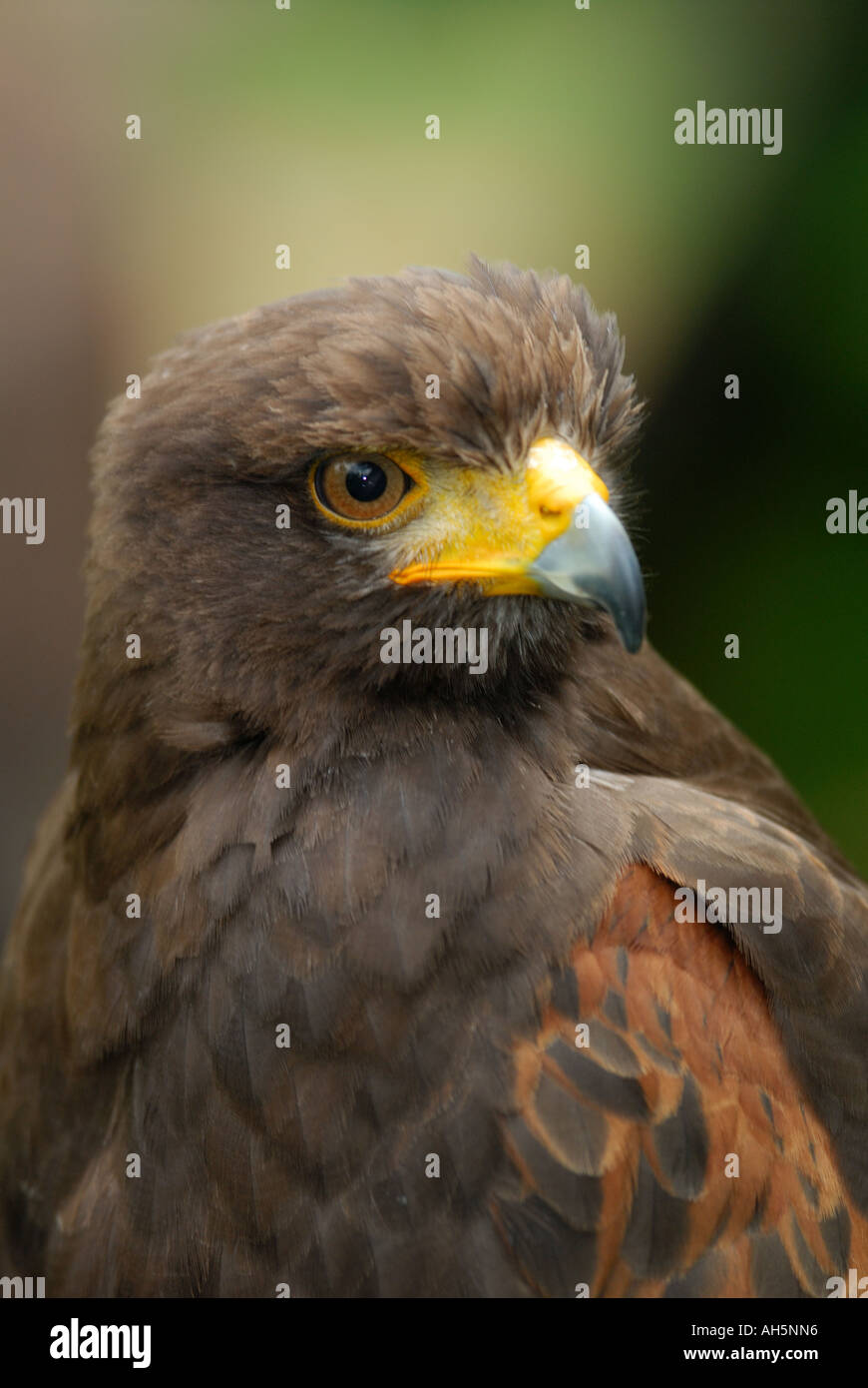 Captive Harris` Hawk (Parabuteo unicinctus) close-up portrait. Stock Photo